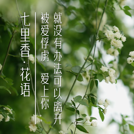 国乐版【七里香】国乐花仙子带您打卡浪漫春日